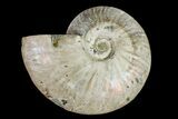 Silver Iridescent Ammonite (Cleoniceras) Fossil - Madagascar #159377-1